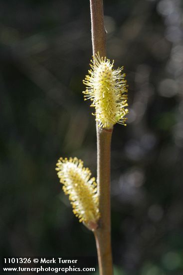 Brewer's Willow male aments detail