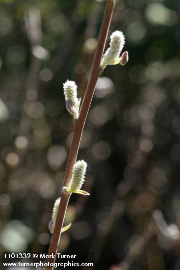 Brewer's Willow female aments