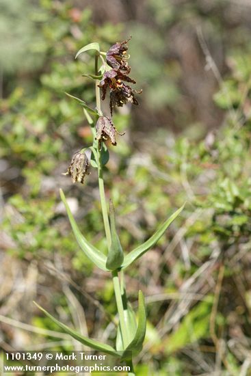 Spotted Mountain Bells