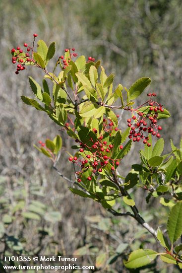Toyon foliage w/ previous year's fruit