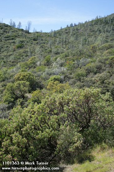 Sticky Whiteleaf Manzanita in chaparral