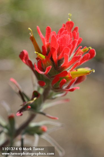 Woolly Paintbrush bracts & blossoms detail
