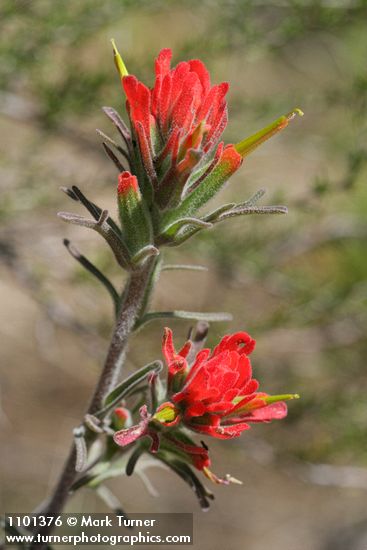 Woolly Paintbrush bracts & blossoms