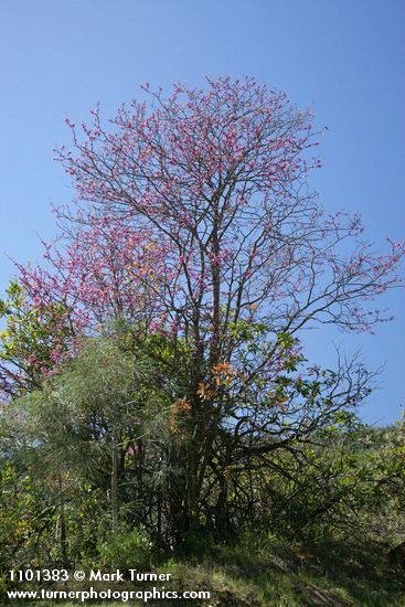 California Redbud against blue sky