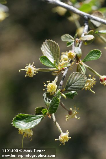 Birchleaf Mountain Mahogany blossoms & foliage