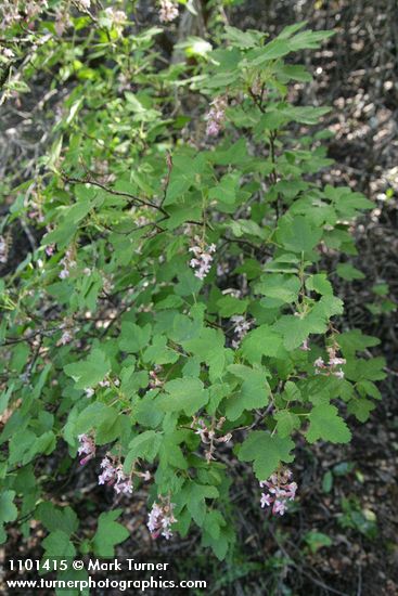 Chaparral Currant
