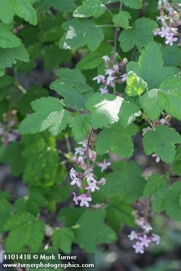 Chaparral Currant blossoms & foliage