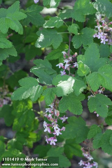 Chaparral Currant blossoms & foliage