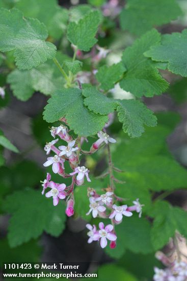 Chaparral Currant blossoms & foliage