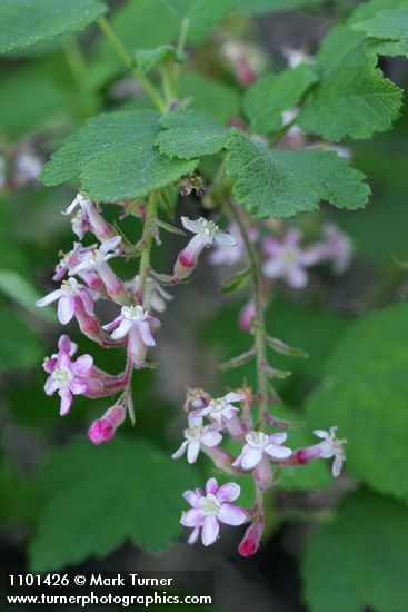 Chaparral Currant blossoms & foliage