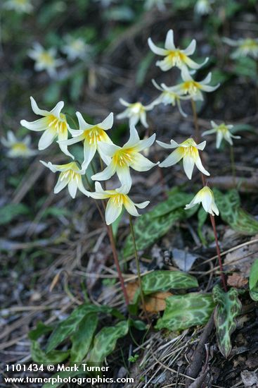 California Fawn Lilies