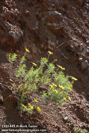 Narrowleaf Goldenbush