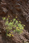 Narrowleaf Goldenbush
