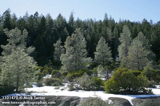 Grey (Ghost) Pines w/ Green Manzanita, melting snow