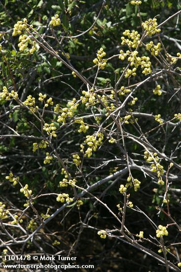 Skunkbush Sumac blossoms & twigs