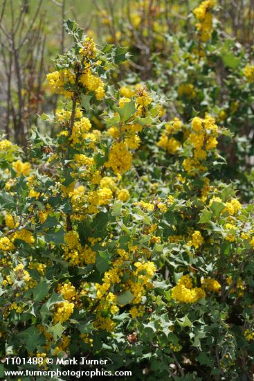 Jepson's Oregon-grape