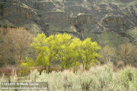 Black Cottonwoods leafing out along Yakima River w/ Big Sagebrush soft fgnd