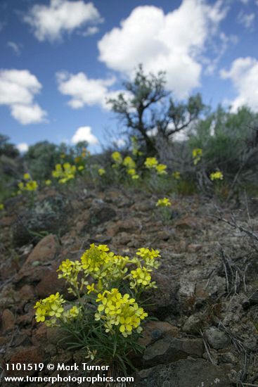 Pale Wallflowers w/ Sagebrush soft bkgnd