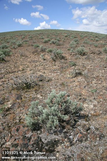 Stiff Sagebrush on lithosol