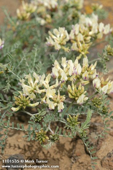 Leiberg's Milk-vetch