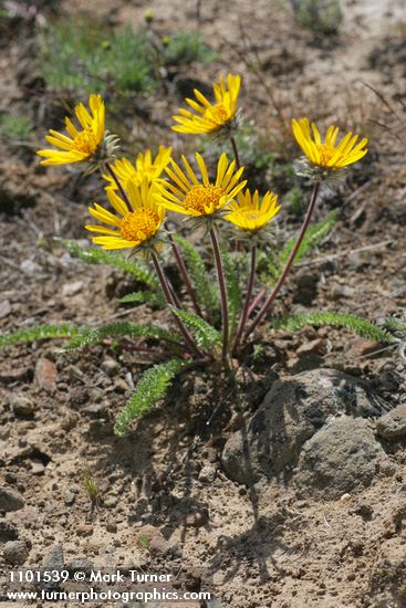 Hooker's Balsamroot