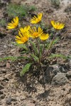 Hooker's Balsamroot