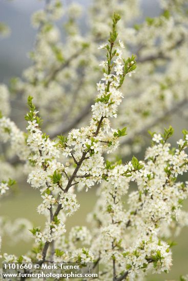 Klamath Plum blossoms & emerging foliage