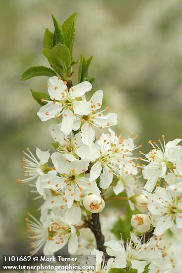 Klamath Plum blossoms & emerging foliage detail