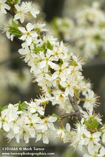 Klamath Plum blossoms & emerging foliage