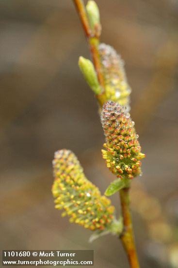 Strapleaf Willow male catkins detail