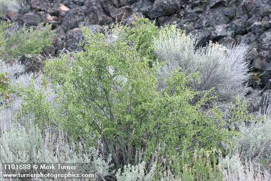 Desert Gooseberry among Big Sagebrush at base of lava flow