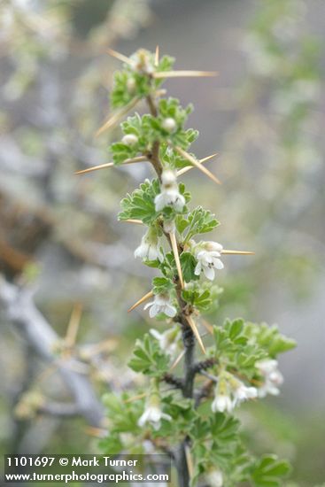Desert Gooseberry blossoms, foliage, thorns detail