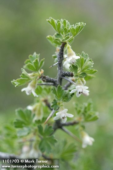 Desert Gooseberry blossoms, foliage, thorns detail