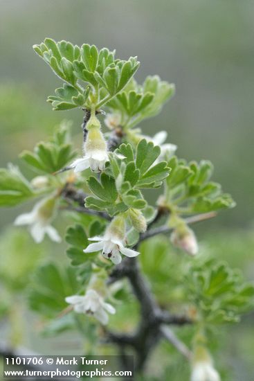Desert Gooseberry blossoms & foliage detail