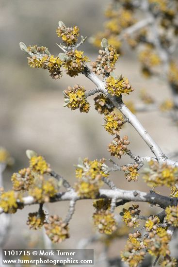 Silver Buffaloberry blossoms, twigs, & emerging foliage