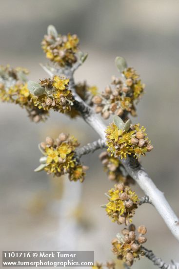 Silver Buffaloberry blossoms & emerging foliage detail
