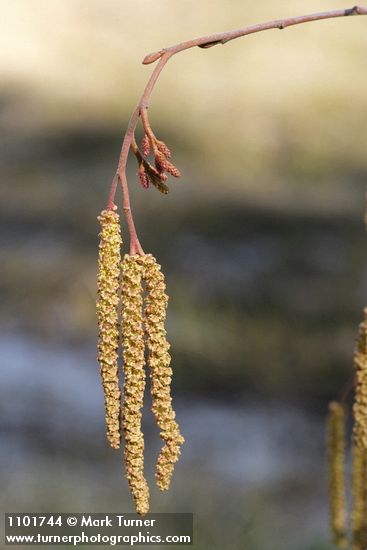 Thinleaf Alder male catkins & female blossoms detail