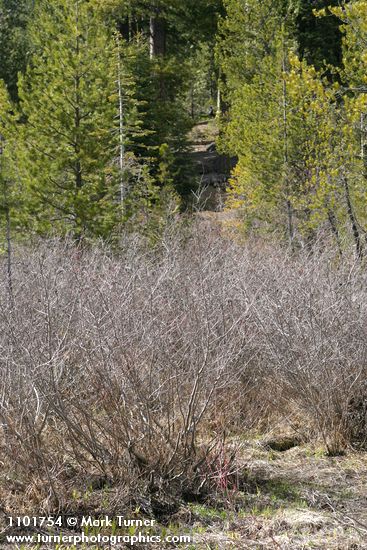Thinleaf Alder thicket in wet meadow, early spring