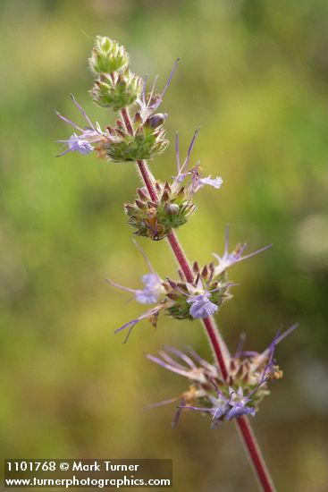 Creeping Sage blossoms