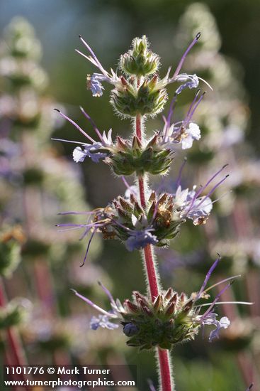 Creeping Sage blossoms