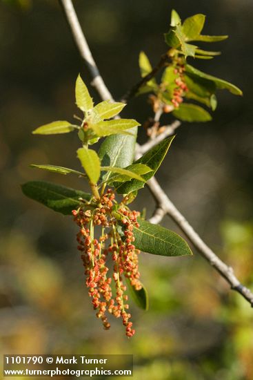 Canyon Live Oak new foliage & blossoms