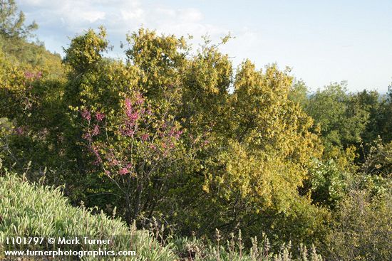 Skunkbush Sumac, Creeping Sage, Canyon Live Oak, California Redbud