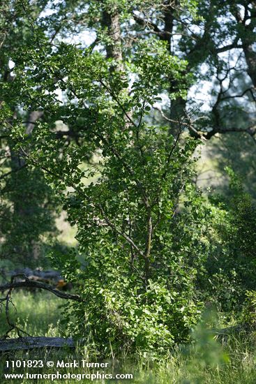 California Snowdrop Bush