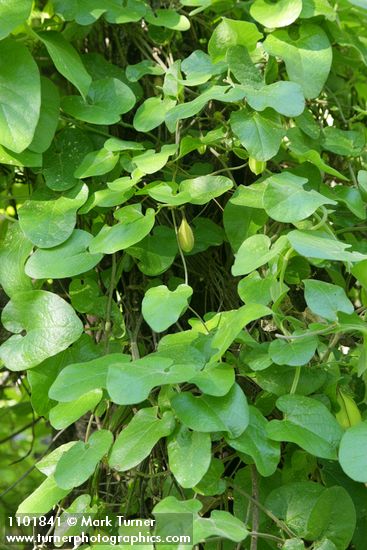 California Dutchman's Pipe foliage & fruit