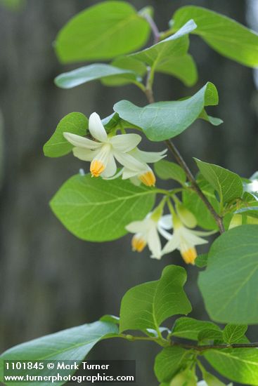 California Snowdrop Bush blossoms & foliage