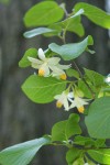 California Snowdrop Bush blossoms & foliage