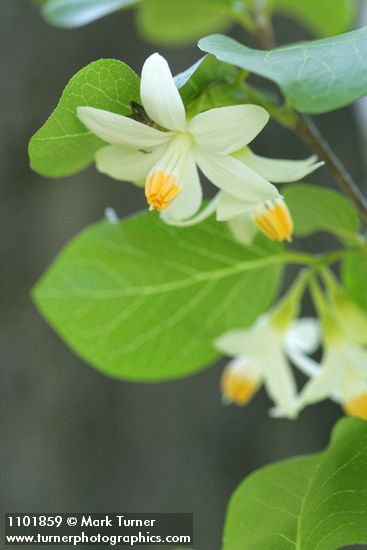California Snowdrop Bush blossoms detail