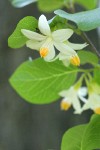 California Snowdrop Bush blossoms detail