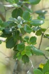Hollyleaf Redberry foliage