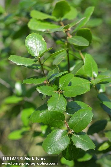 Hollyleaf Redberry foliage